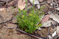 Pimelea curviflora sericea