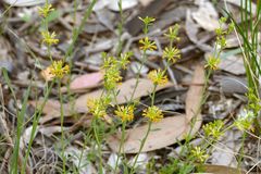Pimelea curviflora sericea