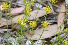 Pimelea curviflora sericea