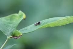 Grapholita tristrigana