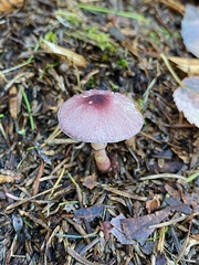 Leucoagaricus roseilividus