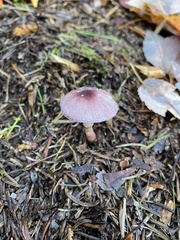 Leucoagaricus roseilividus