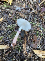 Leucoagaricus roseilividus