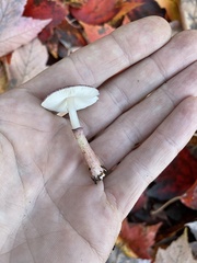 Leucoagaricus roseilividus