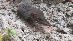 Suncus murinus