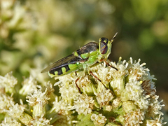 Hedriodiscus truquii