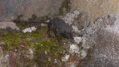 Suncus murinus