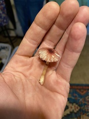 Leucoagaricus roseilividus