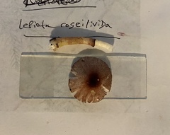 Leucoagaricus roseilividus