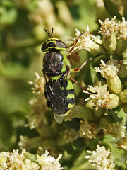 Hedriodiscus truquii