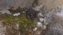 Suncus murinus