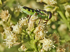 Hedriodiscus truquii