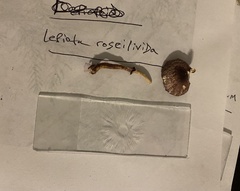 Leucoagaricus roseilividus