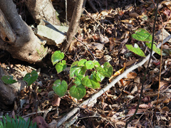 Epimedium sempervirens