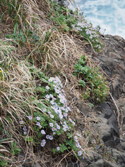Aster spathulifolius