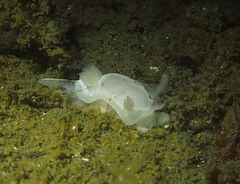 Goniodoris nodosa
