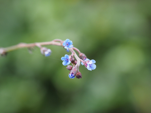 Rough-Hair Hound’s Tongue (Cynoglossum asperrimum)