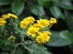 Chrysanthemum lavandulifolium