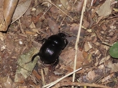 Phelotrupes formosanus