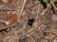 Phelotrupes formosanus
