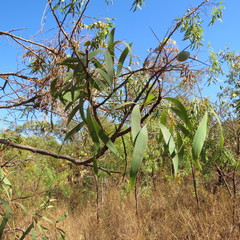 Grevillea heliosperma