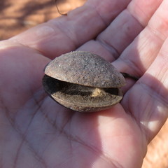 Grevillea heliosperma