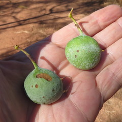 Grevillea heliosperma