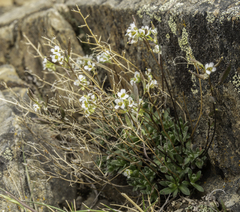 Draba nivalis