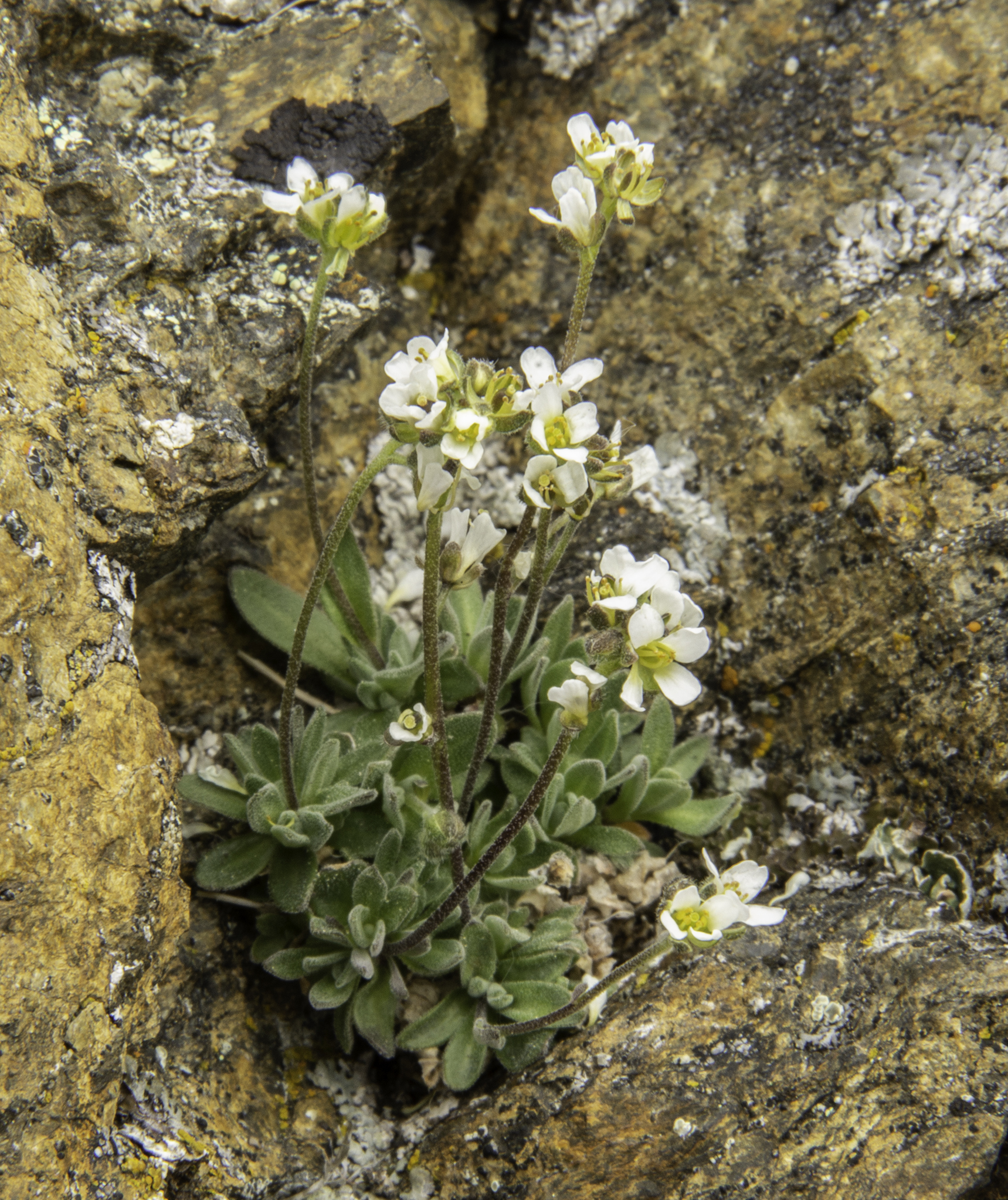Draba nivalis