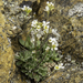 Snow Whitlowgrass - Photo (c) Glenn Brown, some rights reserved (CC BY-NC), uploaded by Glenn Brown