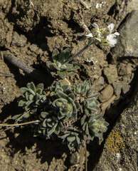 Draba nivalis