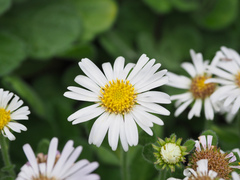 Aster spathulifolius