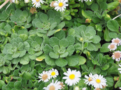 Aster spathulifolius