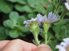 Aster spathulifolius