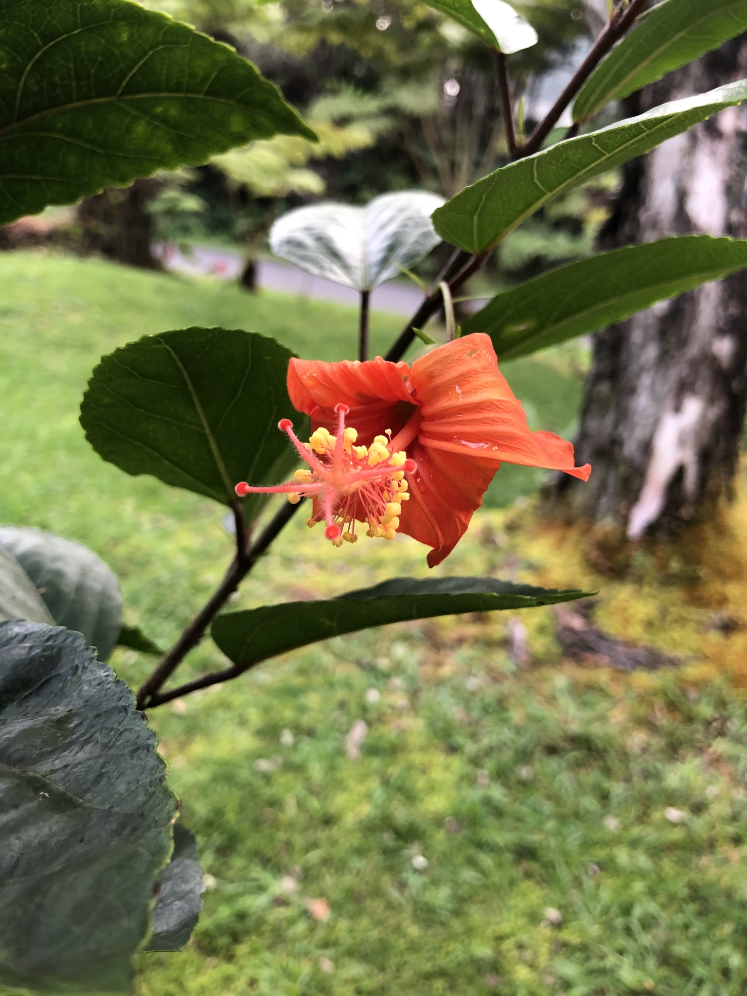 Hibiscus kokio ssp. kokio