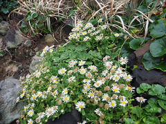 Aster spathulifolius