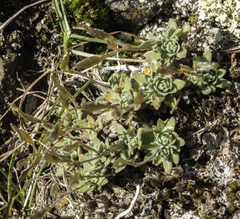 Draba nivalis