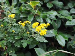 Chrysanthemum lavandulifolium