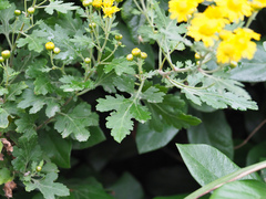 Chrysanthemum lavandulifolium