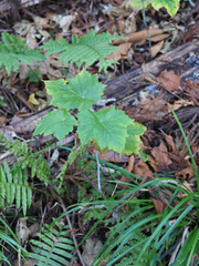 Rubus peltatus