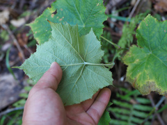 Rubus peltatus