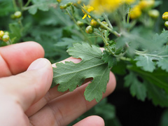 Chrysanthemum lavandulifolium