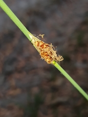 Chorizandra cymbaria