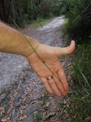 Chorizandra cymbaria