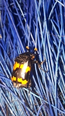 Nicrophorus mexicanus