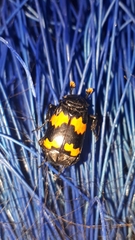 Nicrophorus mexicanus