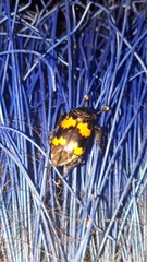 Nicrophorus mexicanus