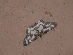 Percnia luridaria