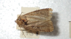 Xestia collina