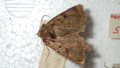Xestia collina